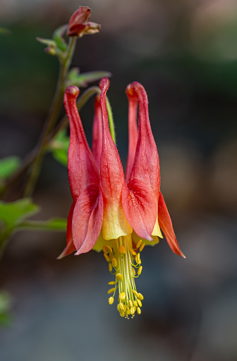 Wild Columbine, Canada columbine, eastern red columbine. Great Smoky Mountains National Park, Tennessee. Aquilegia canadensis. Ranunculaceae family.  Flowers consist of colored sepals, and petals elongated into a spur.