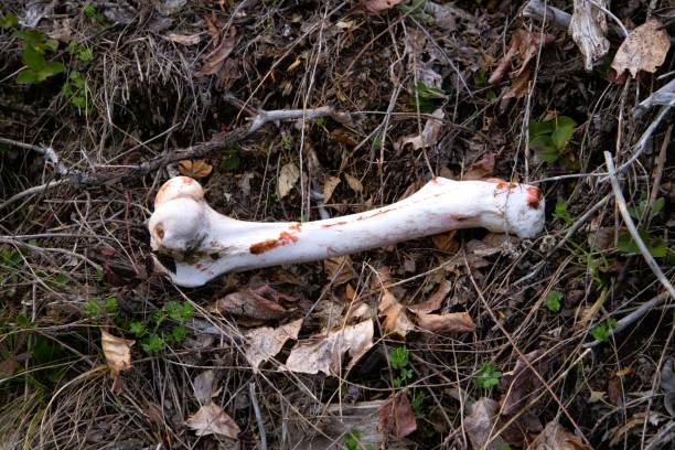 Animal bone on the forest floor