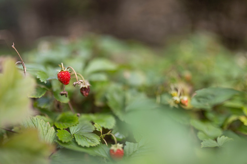 Ripe red berries of wild strawberry plant.  Red berries of wild strawberry on green background close up.