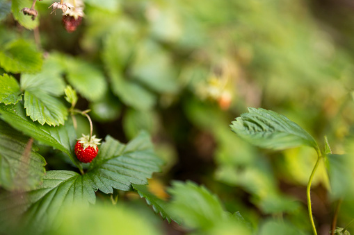 Ripe red wild strawberry berries hanging on a bush in the background of the garden