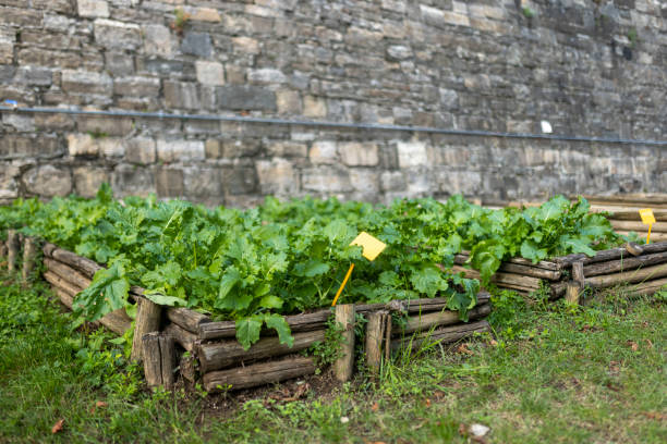 Natural garden with growing raspberry plants tied to wooden posts, close up