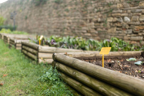 A garden with various green salads separated by wooden beds