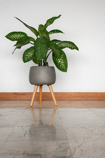 An indoor plant, elegantly potted in a gray container with wooden legs, stands against a clean white wall