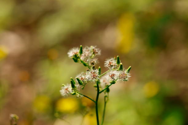 Some are blossoms, the others are buds.