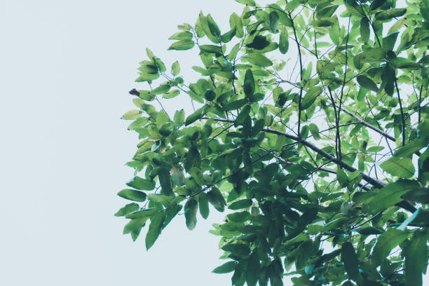 green tree and green leaves against a clear blue sky.