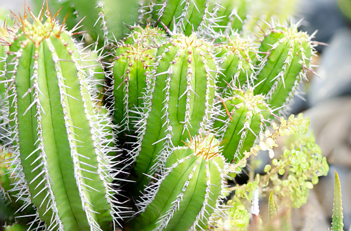 Close-up of euphorbia echinus, the officinarum spurge cactus