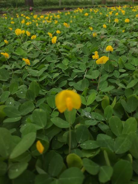 istock arachis pintoi, yellow bean flower, pinto bean 2149916578