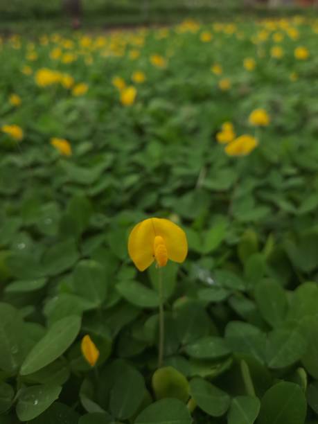 istock arachis pintoi, yellow bean flower, pinto bean. 2149916602