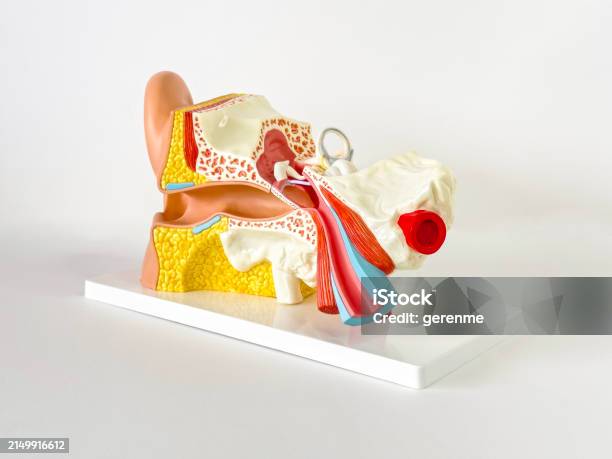 Auditory Model Label Human Auditory System Model Stock Photo - Download Image Now ...