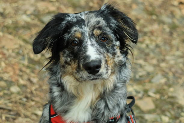 istock Close Up For A Pup 2149916930