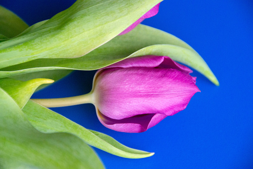 Fresh flower composition, bouquet of bi color tulips, on color  background. International Women's day, mother's day greeting concept. Copy space, close up, top view, flat lay.