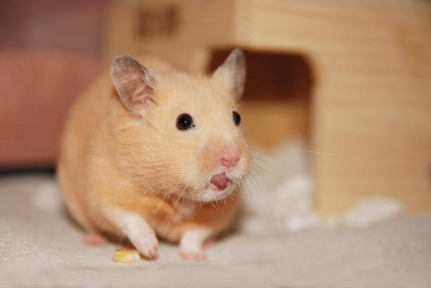 istock Golden hamster sticks out his tongue 2149918454
