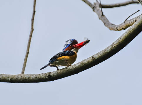 Banded Kingfisher on branch