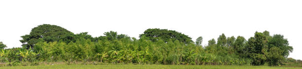 istock A group of rich green trees High resolution on white background. 2149918841