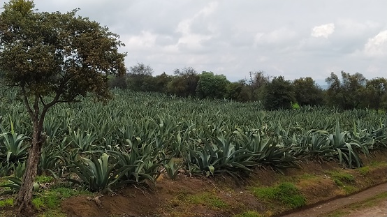 Contryside, agave field used for making the traditional pulque in Mexico