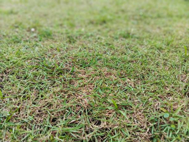 istock garden grass during the day when it rains 2149918940