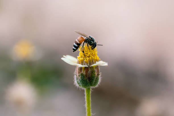 istock Honey bee on white wildflowers in a garden. 2149919308