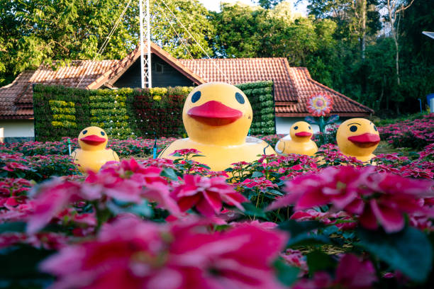 Rubber duck with camera surrounded by smaller ducks with copy space