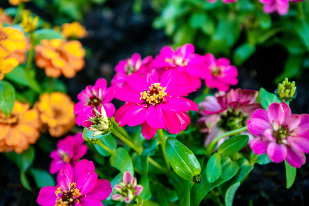 Zinnia angustifolia - narrowleaf zinnia. Popular garden plant with white and orange flowers. Cluster of many flowers.