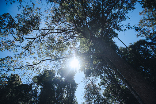 Low angle view of Landscape of pine forest with sunlight.