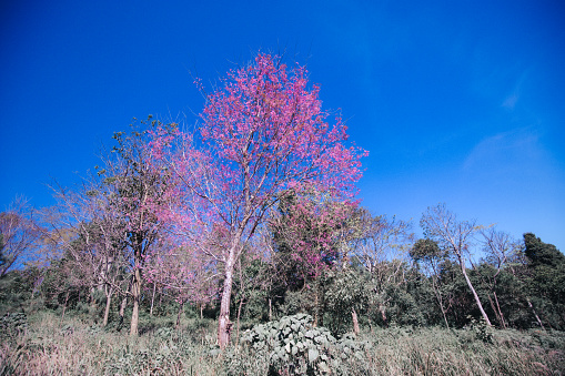 Landscape of Beautiful Wild Himalayan Cherry Blooming pink Prunus cerasoides flowers at Phu Lom Lo Loei and Phitsanulok of Thailand