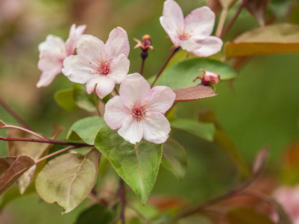 istock Fresh pink flowers of a blossoming apple tree with blured background 2149920583