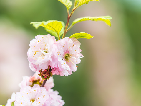 Beautiful Pink Flowers of Prunus triloba, Blossom, pink flowers. Prunus triloba, sometimes called flowering plum or flowering almond, a name shared with Prunus jacquemontii