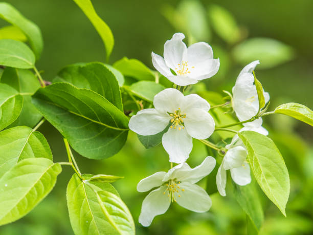 istock White blossoming apple trees in the sunset light 2149920656