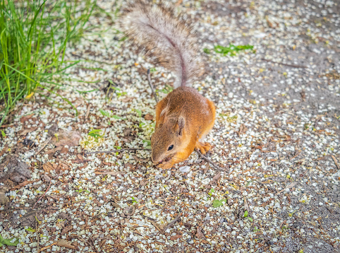 Squirrel in autumn or spring with nut on the green grass with fallen yellow leaves. Squirrel looking for food on the ground. Wild animal. Autumn or spring forest.