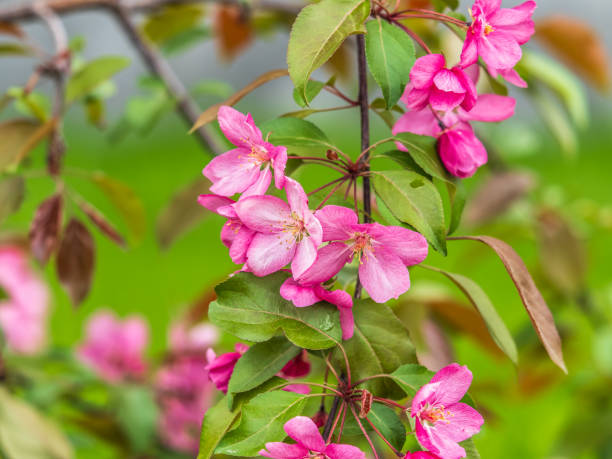 istock Fresh pink flowers of a blossoming apple tree with blured background 2149920676