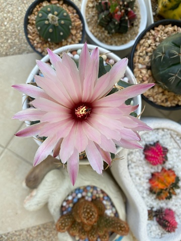 Mammillaria cactus flower blooming