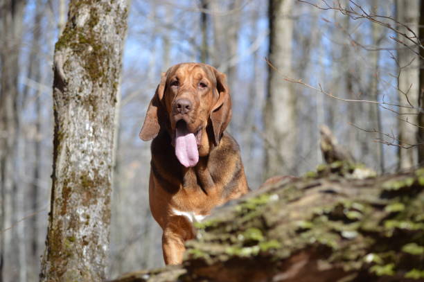 A bloodhound, standing in the bare woods on a sunny day, with her tongue dangling.