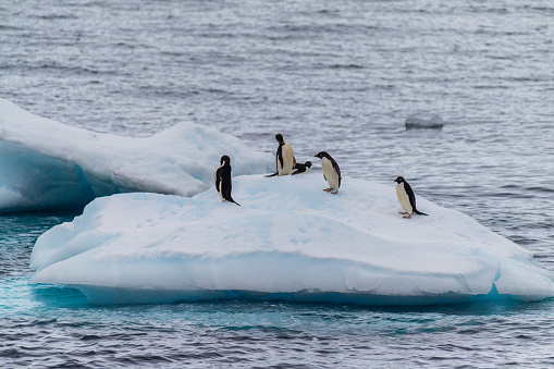 A group of Adelie Penguins - Pygoscelis adeliae- standing on an iceberg near Prospect point, along the Antarctic Peninsula