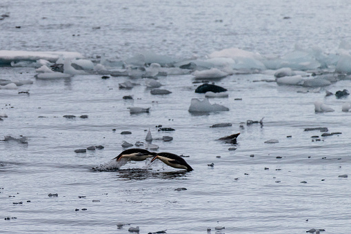 Telephoto of Adelie Penguins - Pygoscelis adeliae- jumping in and out of the Water near Prospect point, along the Antarctic Peninsula
