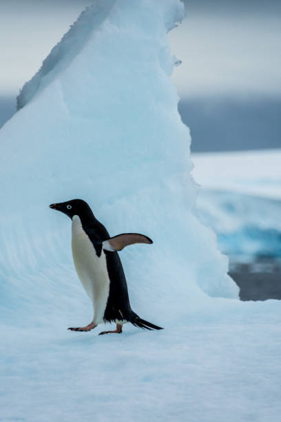 istock Adelie Penguin standing on an iceberg 2149921941