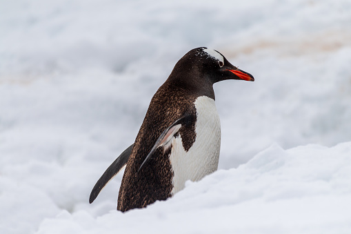 Close-up of a Gentoo Penguin -Pygoscelis papua- walking along a penguin highway in a snowy landscape of the colony at Danco island, on the Antarctic Peninsula