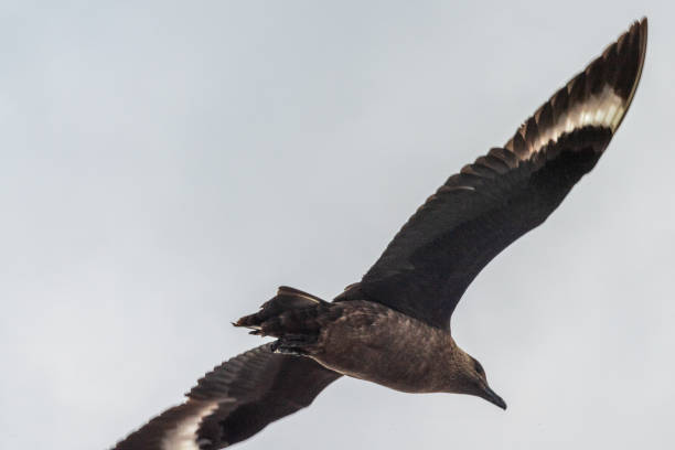 Telephoto of a flying Brown Skua -Stercorarius antarcticus. Image taken in the Gerlache strait, near the Antarctic pensinsula