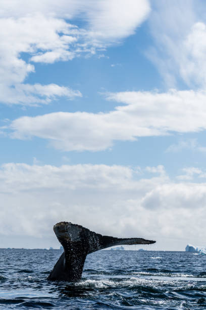 istock Tail of a humpback whale in the Antarctic 2149921996