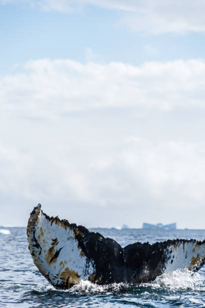 istock Tail of a humpback whale in the Antarctic 2149922000