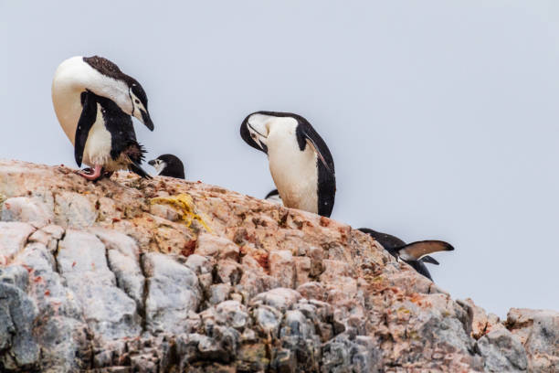A group of Shinstrap Penguin - Pygoscelis antarcticus- standing on a rock at Cierva Cove, on the Antarctic peninsula