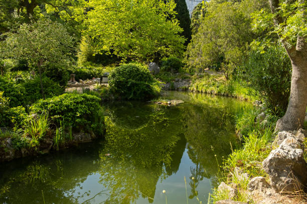 istock A pond with turtles in the park 2149922084