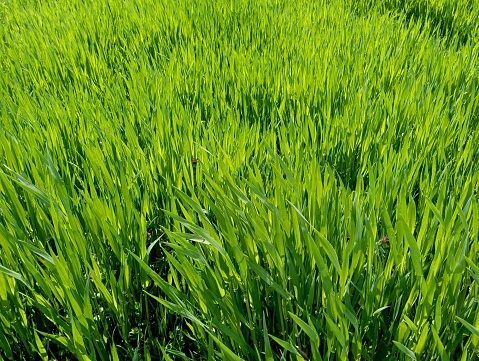 Background of young wheat plants in spring. Bright green sprouts of wheat sprouted on the field in spring. Agriculture themes and natural backgrounds and textures from cereal crops.