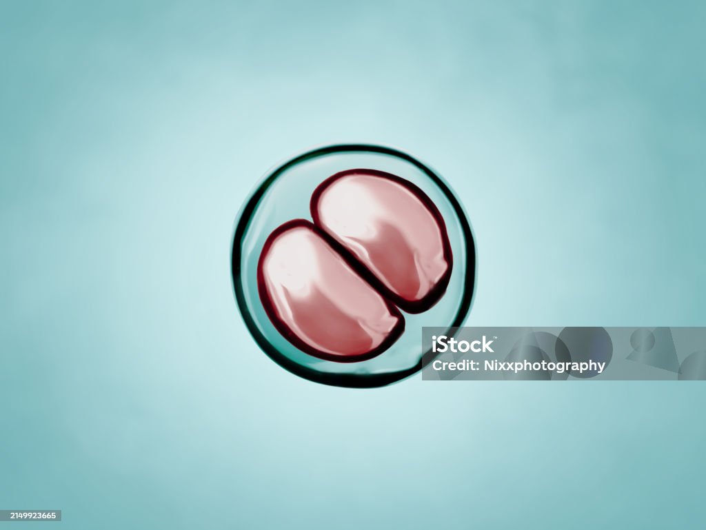 Cells Division Process Stock Photo - Download Image Now - Bacterium ...