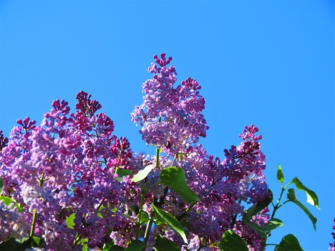 Fragrant violet, pink and   pale pinkish-violet  blossoms of lilac .background.