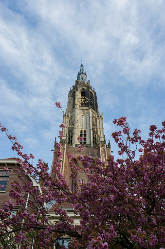 The big church Grote Kerk in Delft in the Netherlands seen through spring blossom