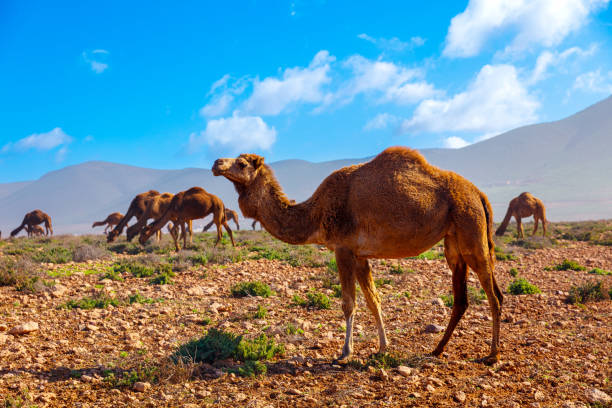 Baby camel lying on a ridge of the hill in desert.