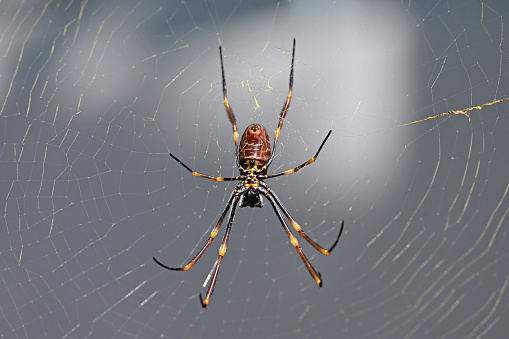 Golden orb spider in a web