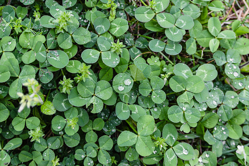 A three-leaf clover whose flower language means happiness. A shamrock with raindrops forming on it. Trifolium repens