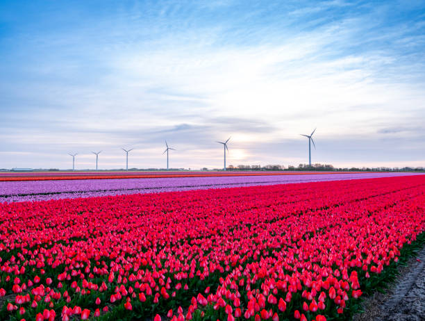 Tulips growing in agricultural fields with wind turbines  in the background during springtime.