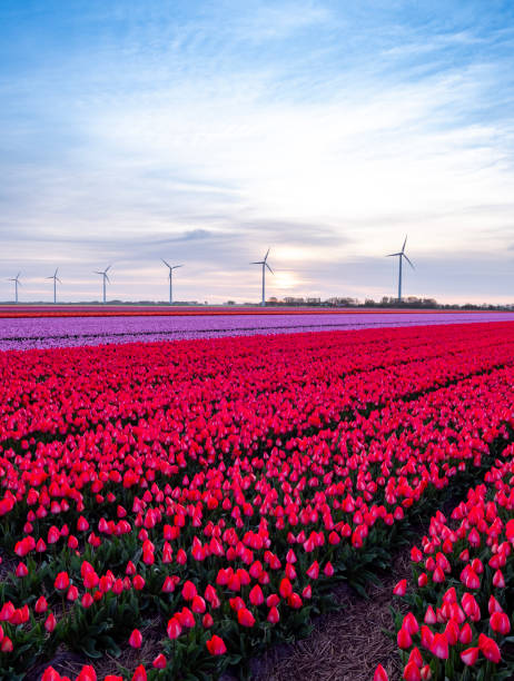 Tulips growing in agricultural fields with wind turbines  in the background during springtime.